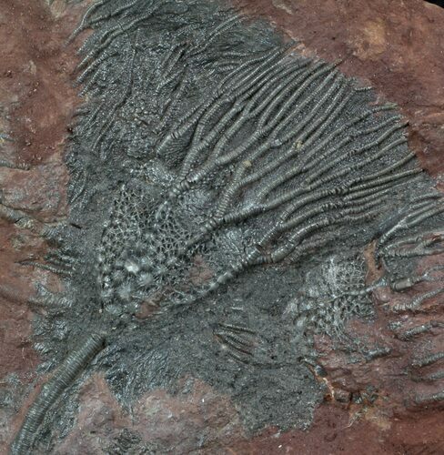 Moroccan Crinoid (Scyphocrinites) Fossil #36327